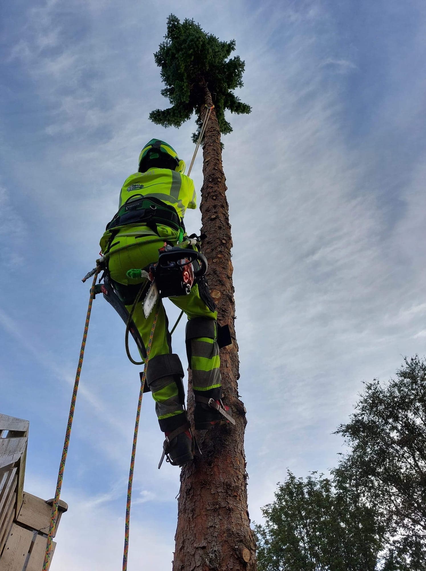 Trefelling